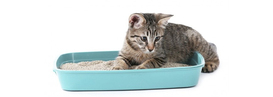 ▷ ¿Cuál es la mejor arena para gatos?